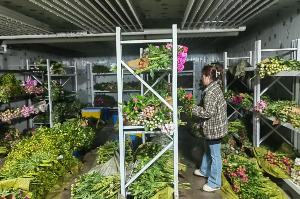 菏澤魯西新區(qū)岳程街道：牡丹芍藥“落地生根” 集體經(jīng)濟開出“向陽花”